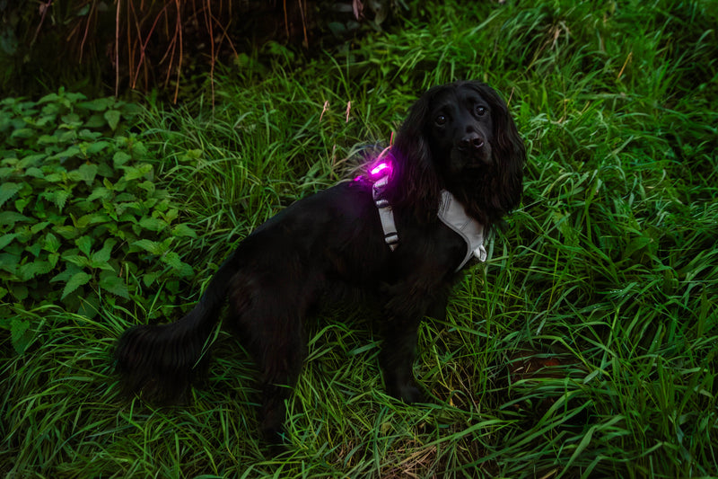 Load image into Gallery viewer, Mountain Paws Rechargeable Dog Safety Light
