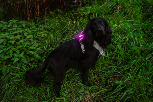 Mountain Paws Rechargeable Dog Safety Light