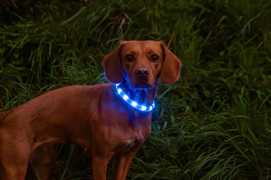 Mountain Paws Rechargeable Dog Collar Light