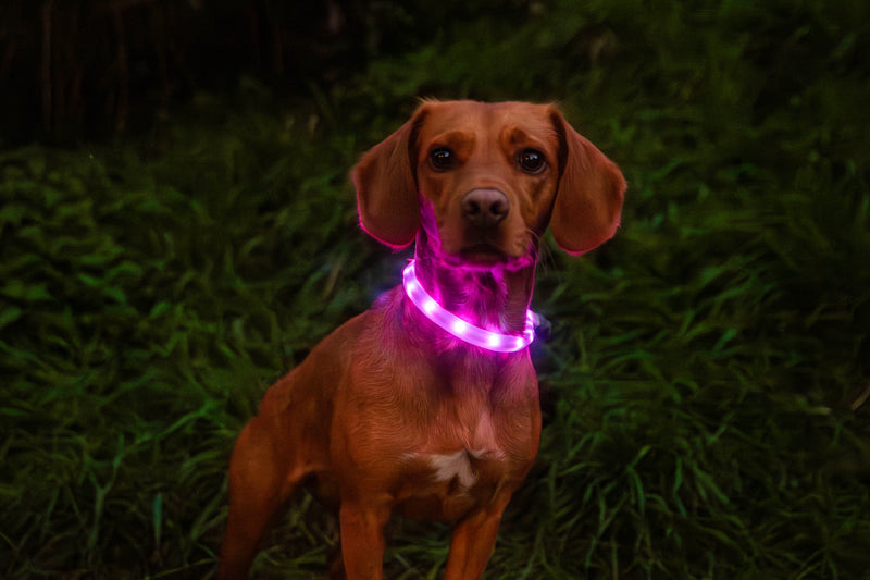 Load image into Gallery viewer, Mountain Paws Rechargeable Dog Collar Light
