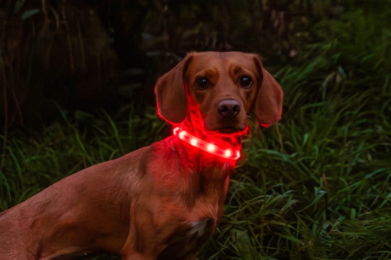 Load image into Gallery viewer, Mountain Paws Rechargeable Dog Collar Light
