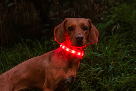 Mountain Paws Rechargeable Dog Collar Light